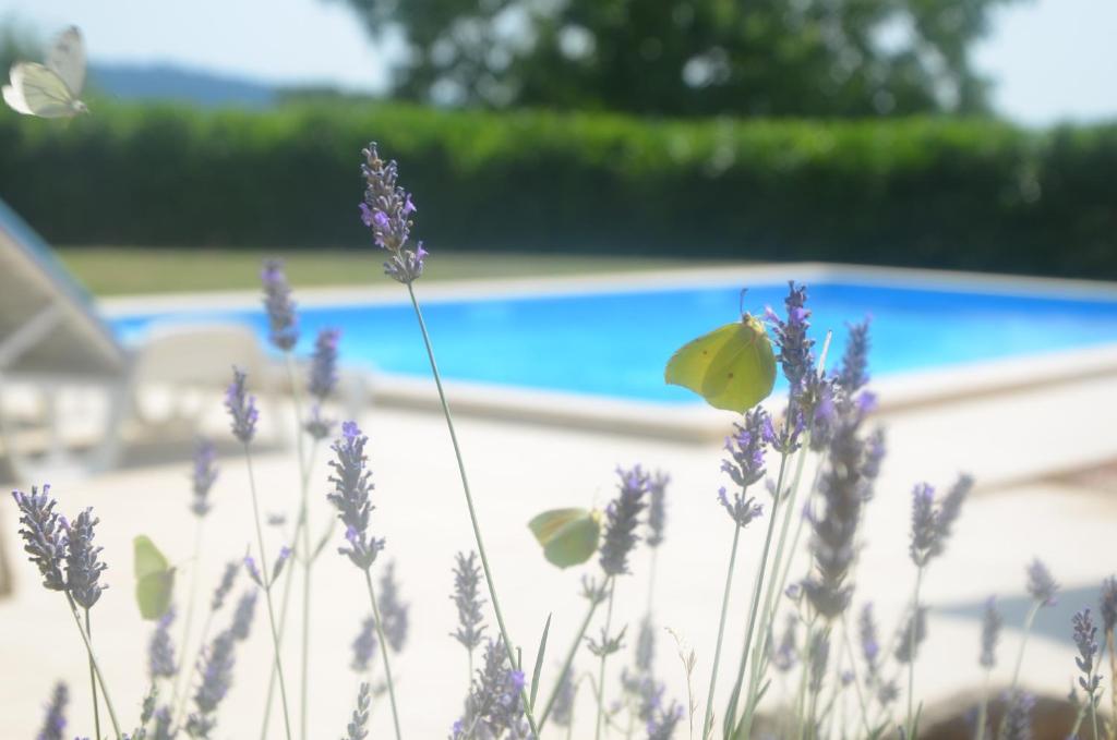 Bazén v ubytovaní Villa Fragola - Holiday house with large garden alebo v jeho blízkosti