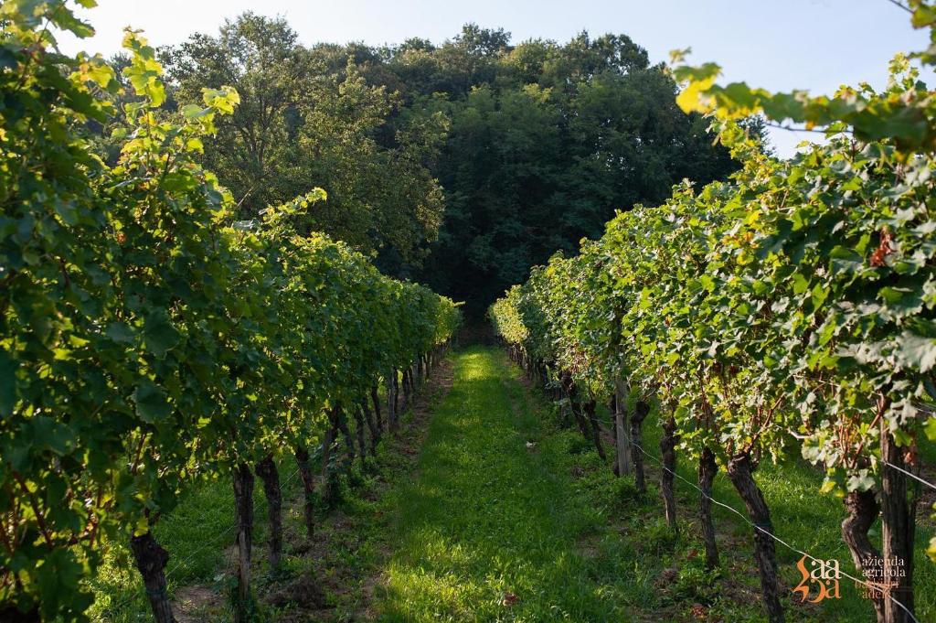 Vonkajšia záhrada v ubytovaní Tenuta Della Casa Wine & Rooms - La Pausa del Collio