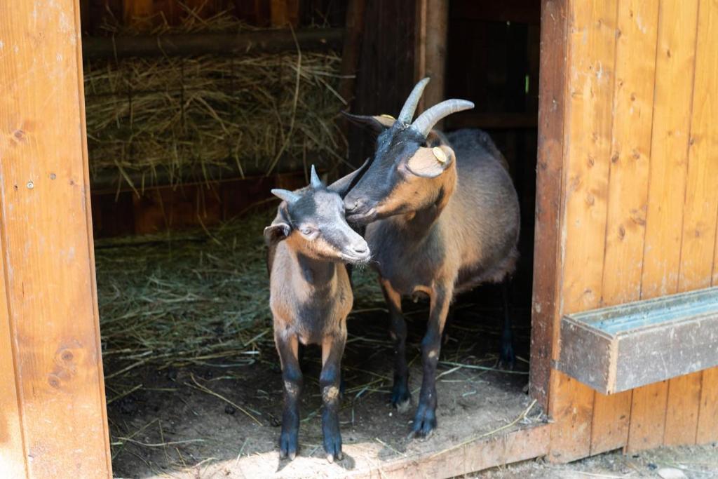Zvieratá na farme alebo blízkom okolí