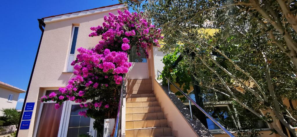 Zahrada ubytování Apartments Marin, Kolan, Mandre, Pag