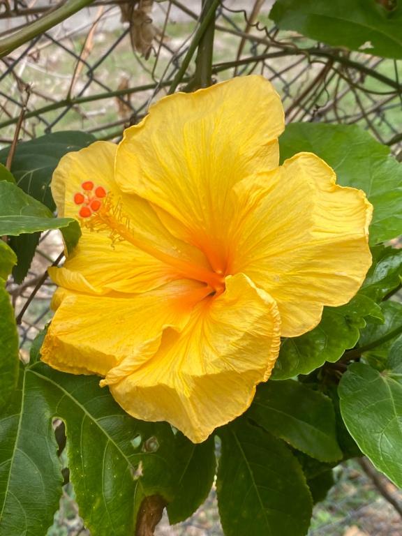 Fotografie z fotogalerie ubytování Love Guadeloupe v destinaci Sainte-Anne