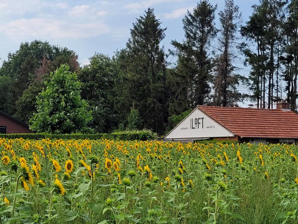 um campo de girassóis em frente a um celeiro em B&B LoFt 21 em Ravels