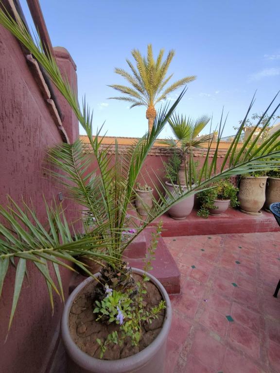 a group of potted plants sitting on a balcony at Riad Assalam in Marrakech