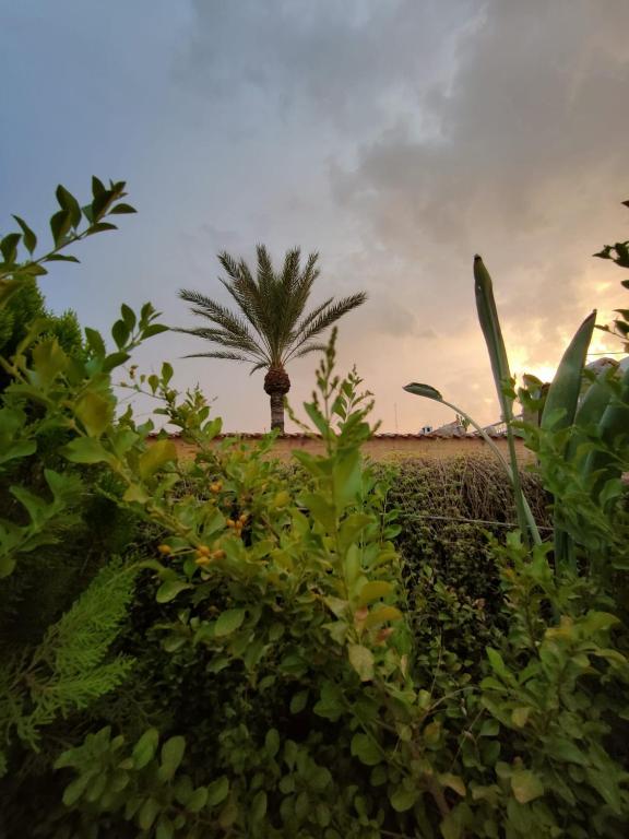 a palm tree in the middle of a field at Riad Assalam in Marrakech