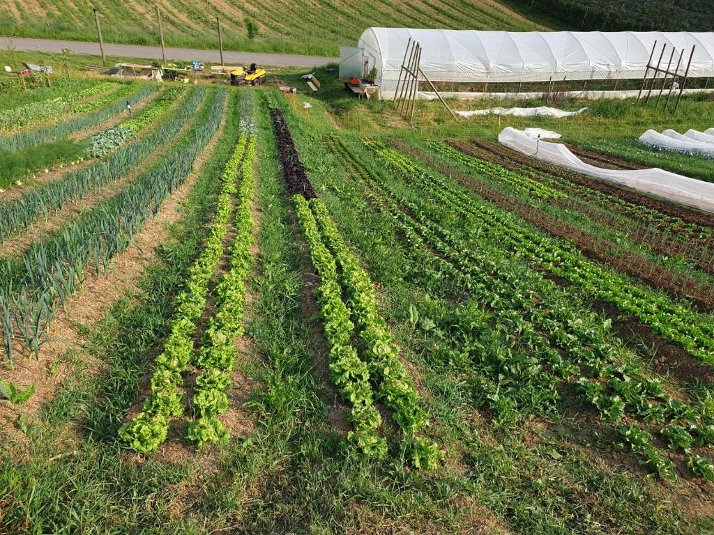 Zahrada ubytování Herzhof Lampert