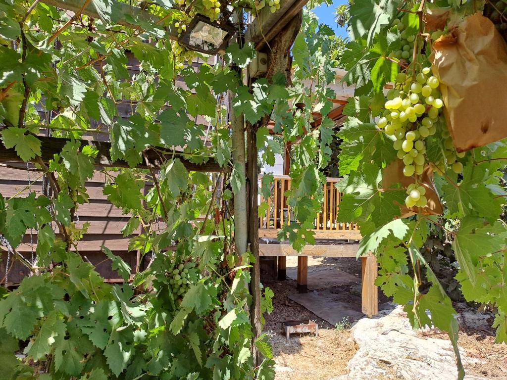 Zahrada ubytování Galilee Bedouin Camplodge