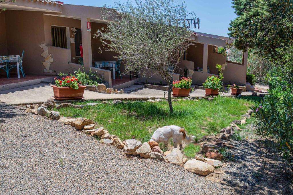 a dog eating grass in front of a house at Hotel L'Oleandro in Villasimius