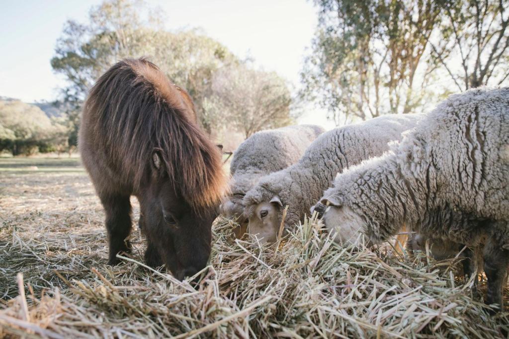 Altri animali domestici presso l'agriturismo o nei dintorni