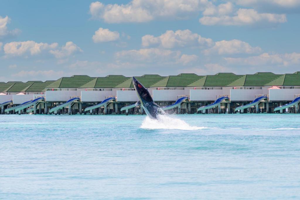 a dolphin in the water in front of a building at Siyam World Maldives - 24-Hour Premium All-inclusive with Free Transfer in Dhigurah