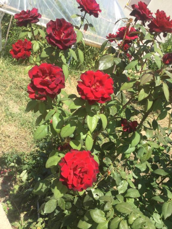 a group of red roses in a garden at LA CASETTA DI MARY in Canosa Sannita