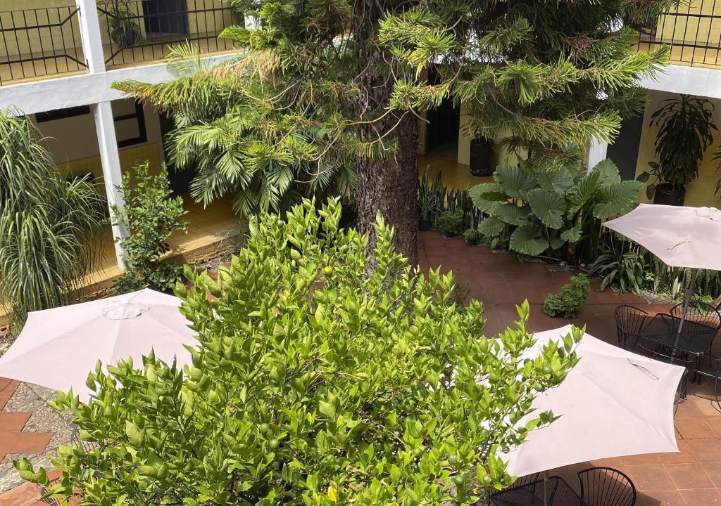 Zahrada ubytování Hotel Allende Morelia