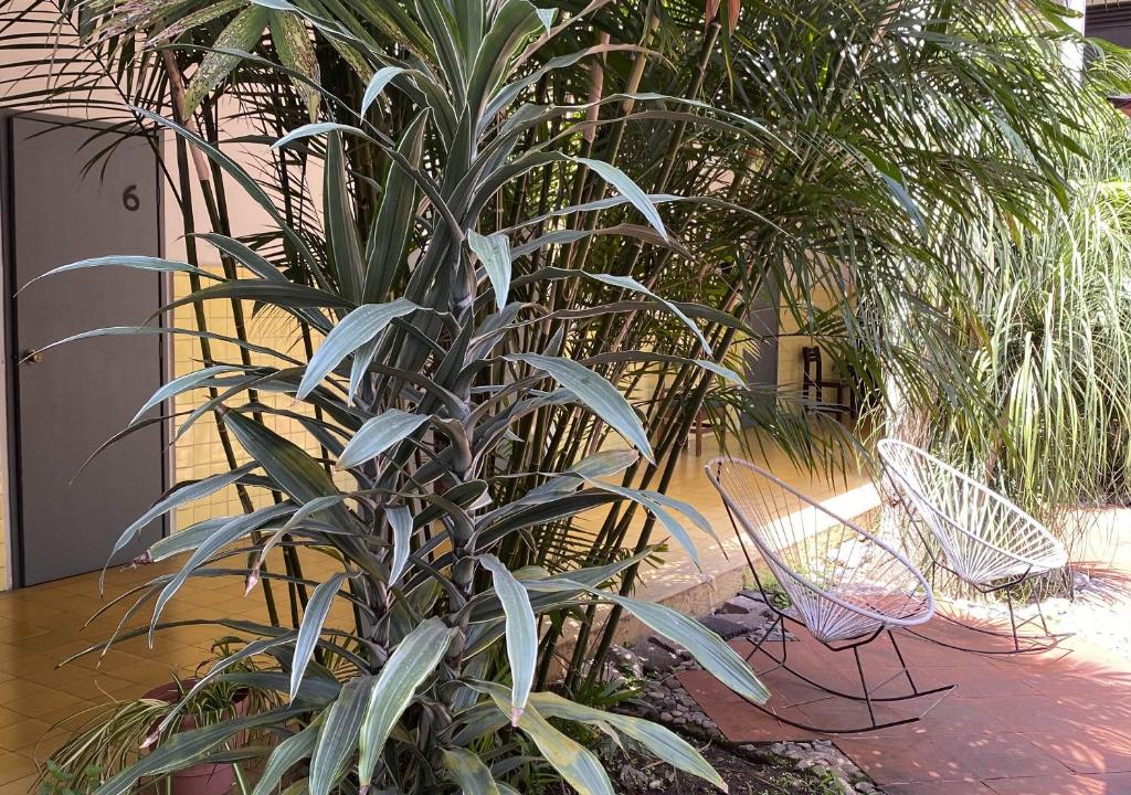 Zahrada ubytování Hotel Allende Morelia