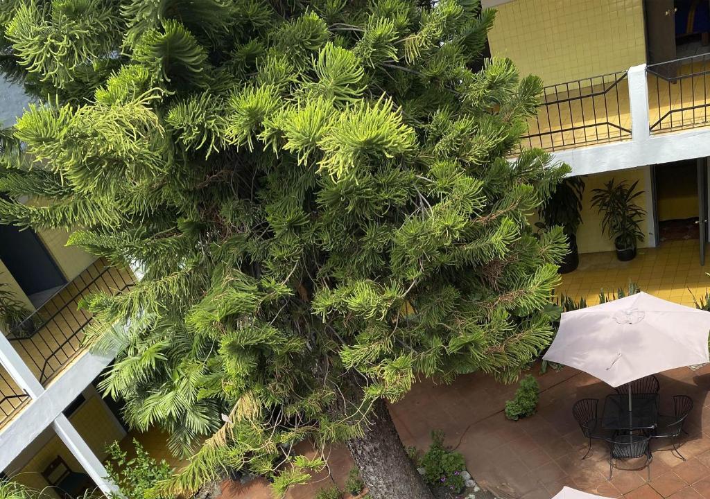 Zahrada ubytování Hotel Allende Morelia
