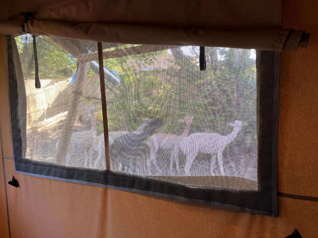 Zvířata v luxury tent nebo okolí