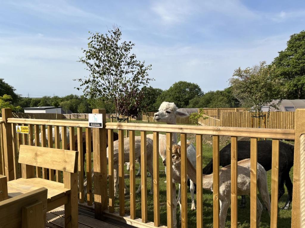 Balkón nebo terasa v ubytování Lion King Safari Tent