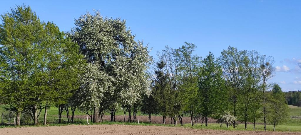Fotografia z galérie ubytovania Casa Del Żywki - Domki Letniskowe v destinácii Żywki