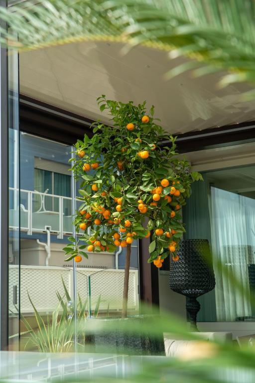 Zahrada ubytování Hotel Orchidea