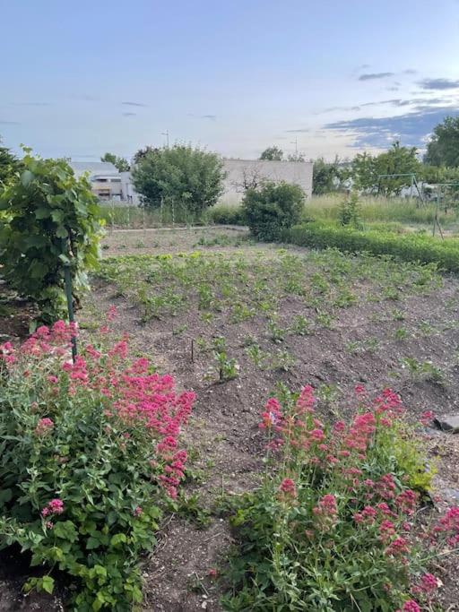 Vonkajšia záhrada v ubytovaní Appartement dans maison avec cour et parc