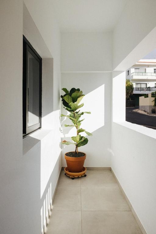 a plant in a pot sitting on the side of a building at La Casa de La Caleta by Taller96 - El Hierro Island - in La Caleta