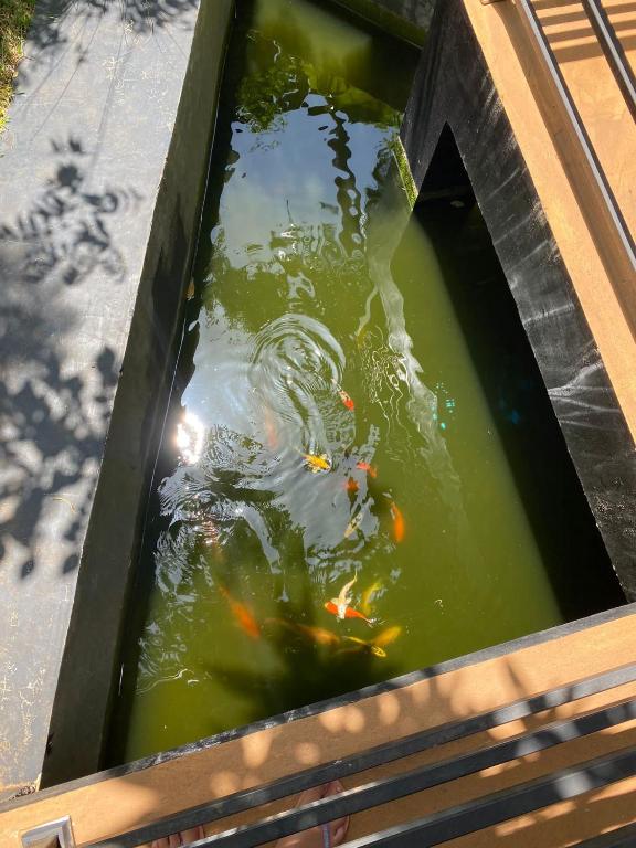 Mango Tree House - 6