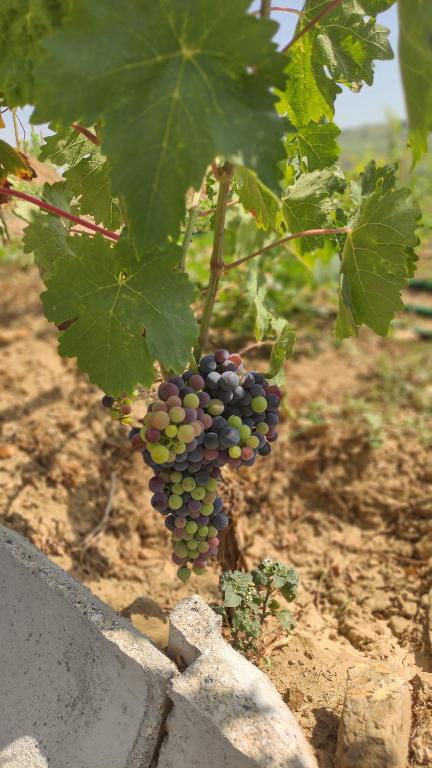 a bunch of grapes hanging from a tree at Quinta dos Padrinhos - Suites in the Heart of the Douro in Lamego