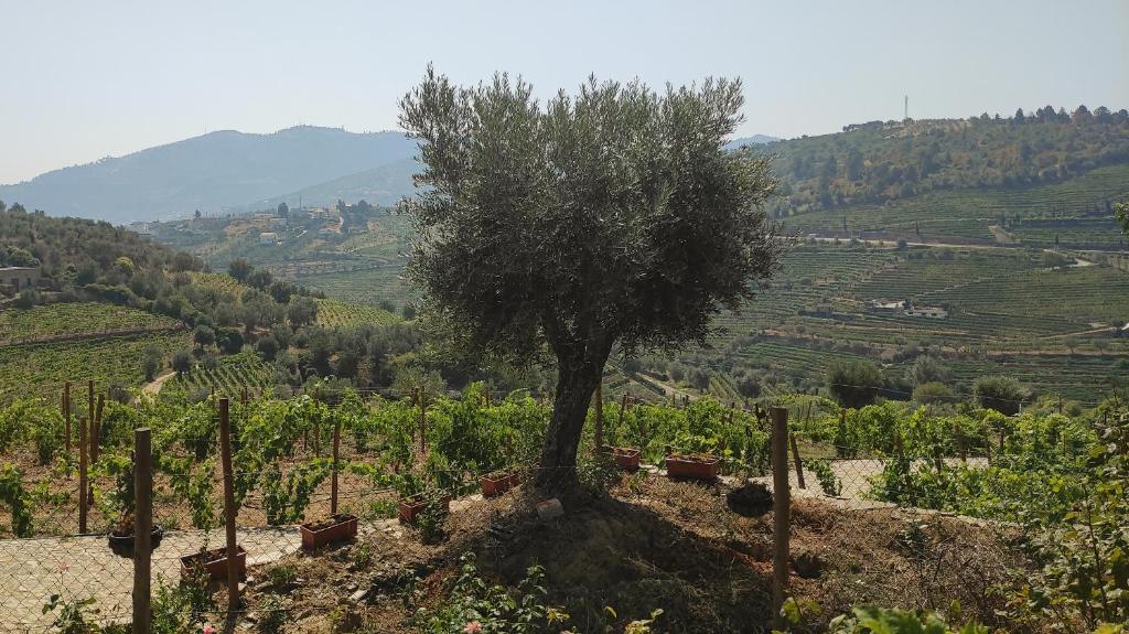 a tree sitting in the middle of a vineyard at Quinta dos Padrinhos - Suites in the Heart of the Douro in Lamego