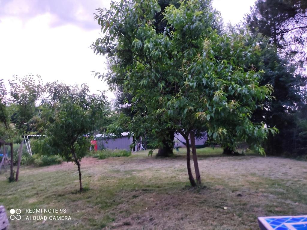 deux arbres au milieu d'un champ dans l'établissement Lulu, à Castelmoron-sur-Lot