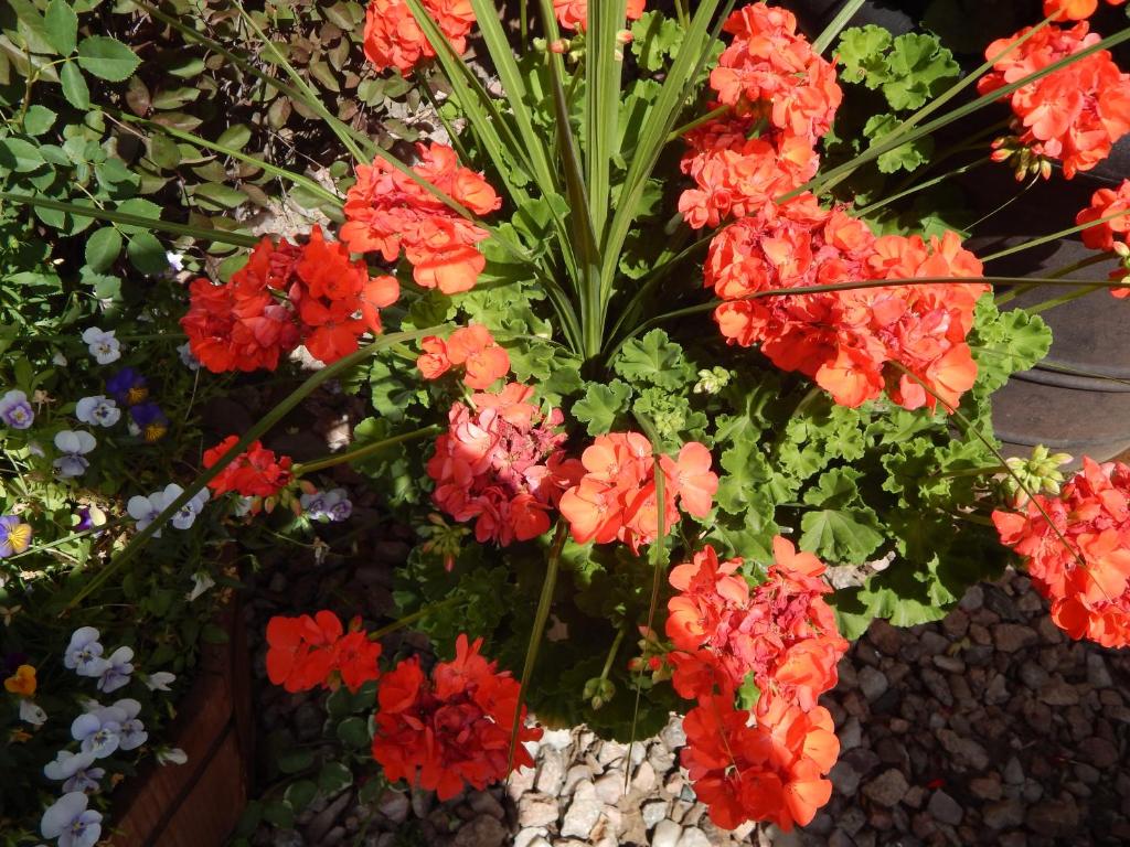 a bunch of red flowers in a garden at Alpine Inn in Pagosa Springs