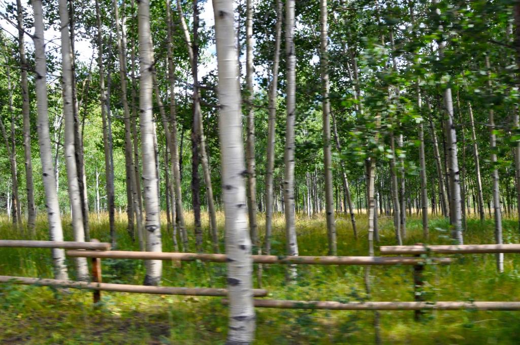 a forest of white birch trees with a wooden fence at Alpine Inn in Pagosa Springs