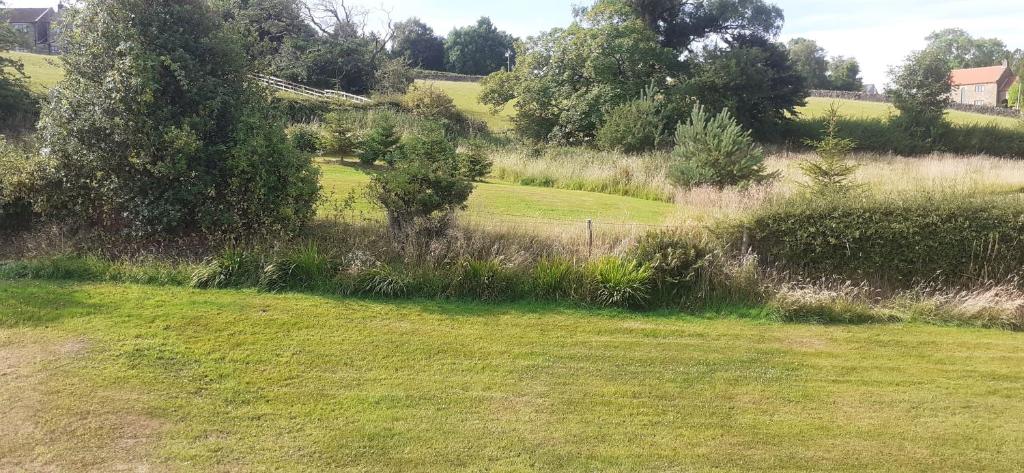 Meadowsweet @ Laneside photo