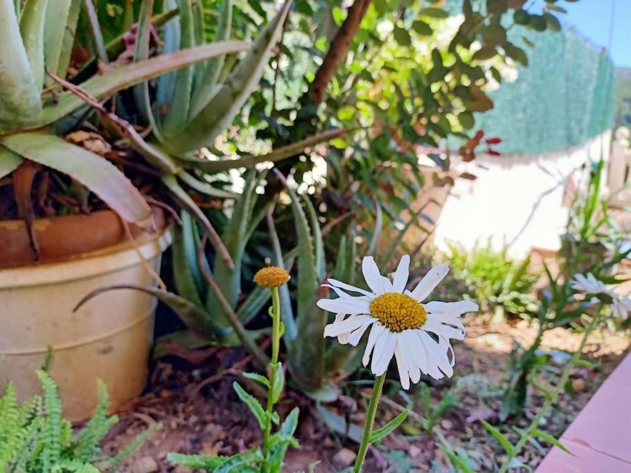 Zahrada ubytování VILLA FALCONERA APARTAMENTS, GANDIA a las faldas de la montaña