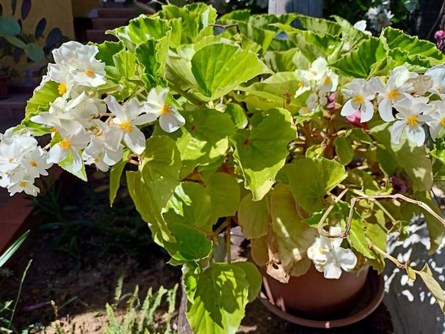 Zahrada ubytování VILLA FALCONERA APARTAMENTS, GANDIA a las faldas de la montaña