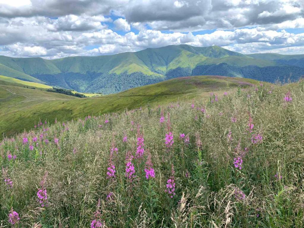 a field of pink flowers on a hill with mountains at Sadyba u Vani in Volovets