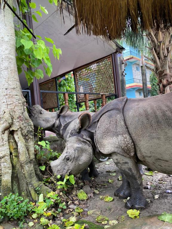 Fotografie z fotogalerie ubytování Nature Safari Camp v destinaci Chitwan