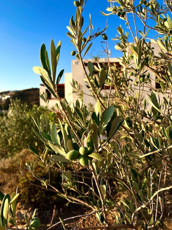 Zdjęcie z galerii obiektu Litois Houses Patmos w mieście Sapsila