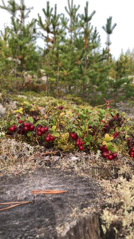 Zahrada ubytování Glampingtält