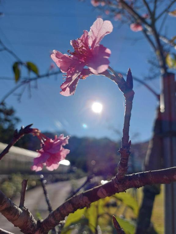 Fotografie z fotogalerie ubytování Wind Valley Homestay v destinaci Lugu
