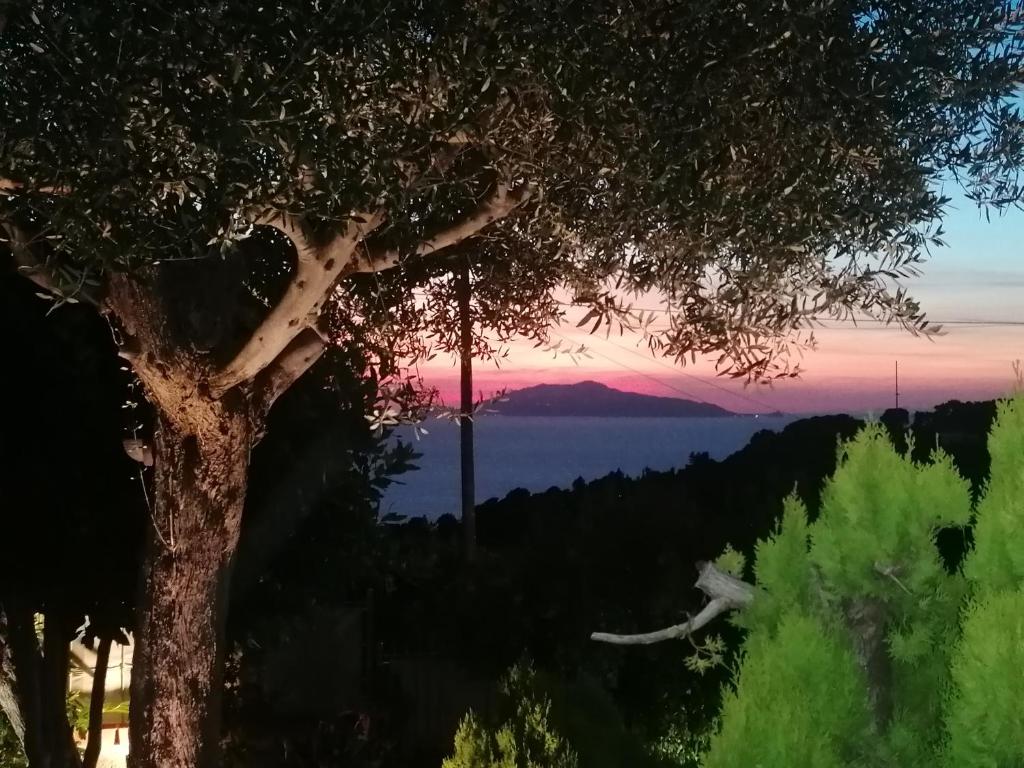 a tree with the sunset in the background at La Casa di Pitti in Anacapri