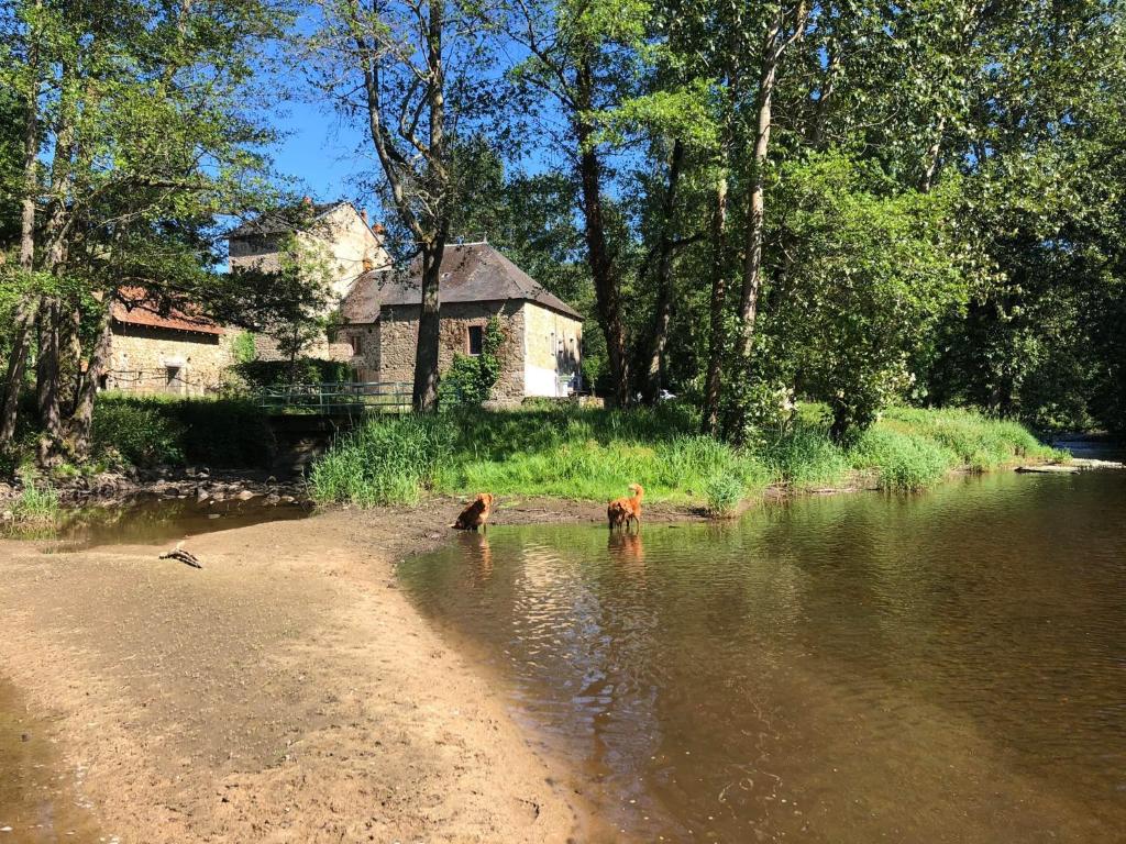 two dogs standing in the water next to a river at Chambre d'hôte Moulin du Breuil. in Pionnat