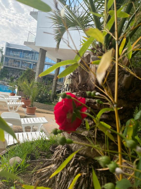 Zahrada ubytování Hotel Kamenec
