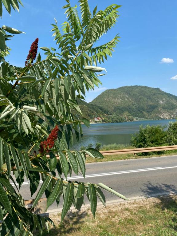 a tree with a view of a lake and a road at Dijanin Konak in Zvornik