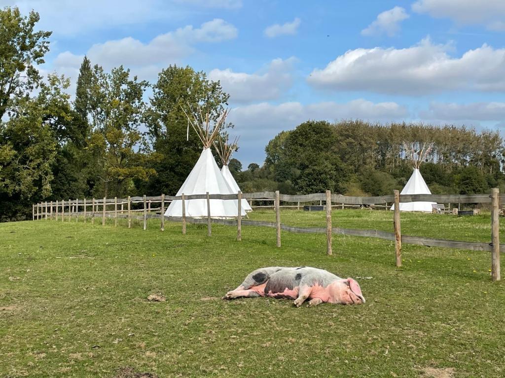 Zvířata v luxury tent nebo okolí