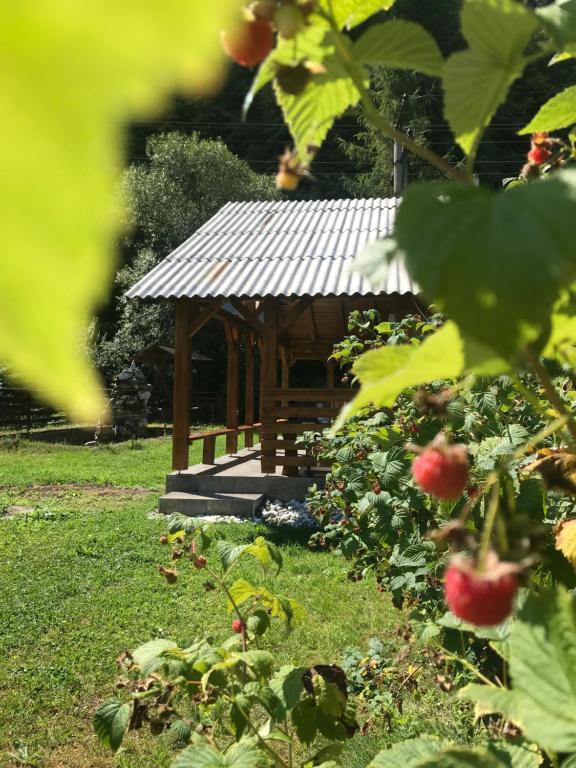 Zahrada ubytování Pensiunea Grapini