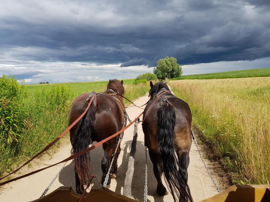 Zvieratá v dovolenkovom dome alebo blízkom okolí