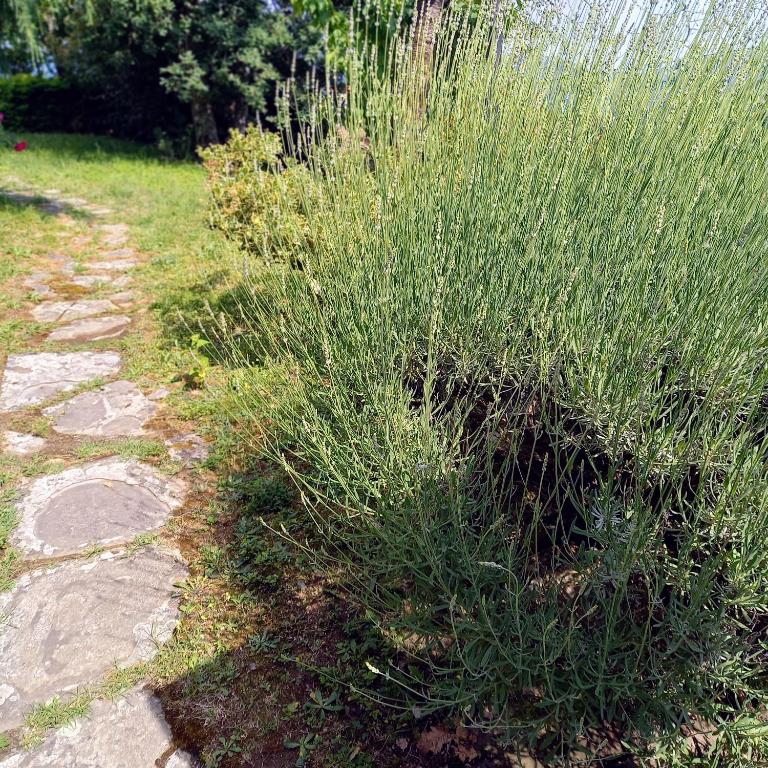 Zahrada ubytování Casa Conny