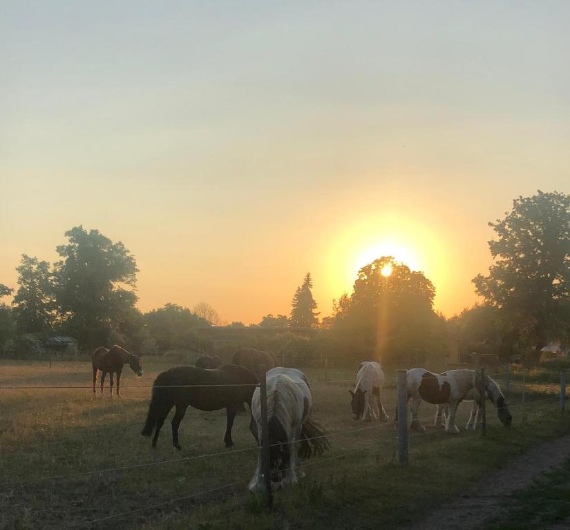 a group of horses grazing in a field at sunset at Haus Evelynchen Apartment 2 Deutschhof in Deutschhof
