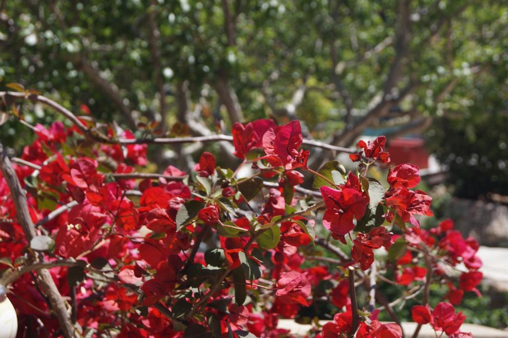 un cespuglio di fiori rossi con alberi sullo sfondo di Les Jardins De Santa Giulia - Charmante chambre d'hôte a Porto Vecchio