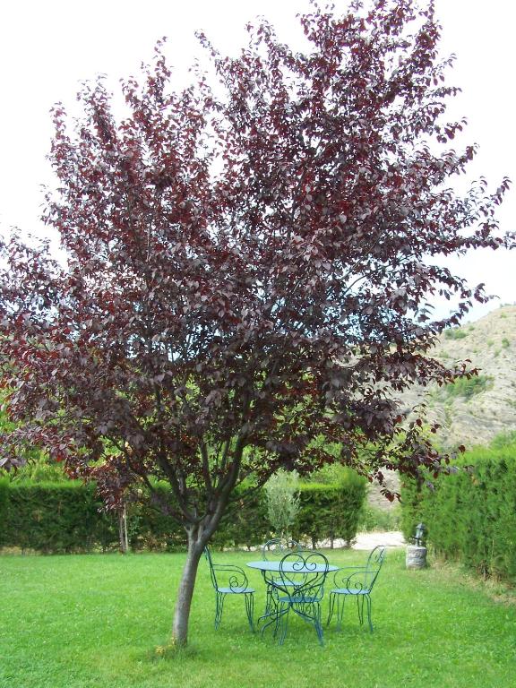 Zahrada ubytování Apartamentos Casa Esperanza - Ordesa