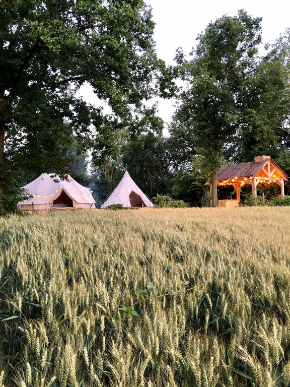 un campo de hierba alta con tiendas de campaña en el fondo en Cowcooning / Family tents, en Huldenberg