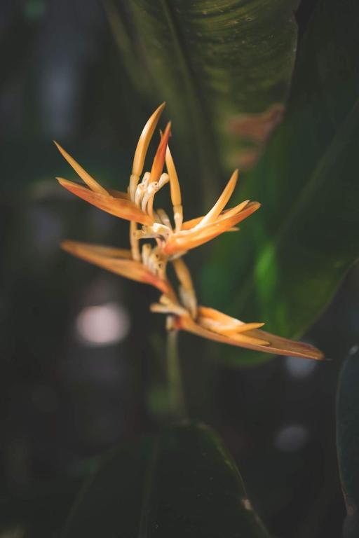 Imagen de la galería de Guava Garden, en Gili Trawangan